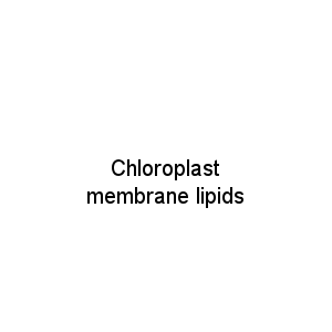 Chloroplast membrane lipids